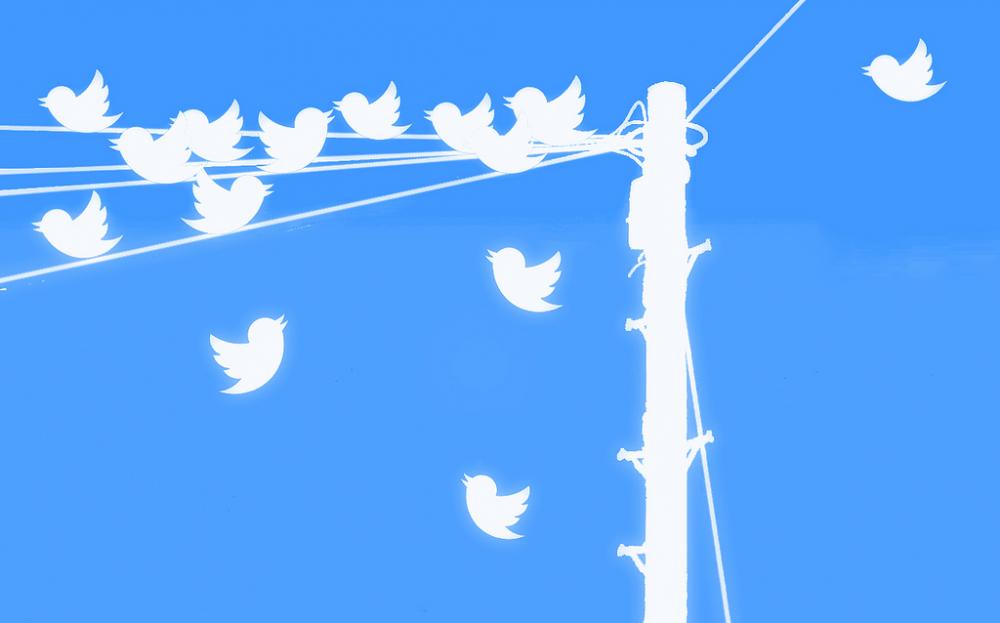 oiseaux-twitter